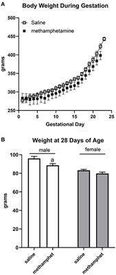 Prenatal Exposure to Methamphetamine Causes Vascular Dysfunction in Adult Male Rat Offspring